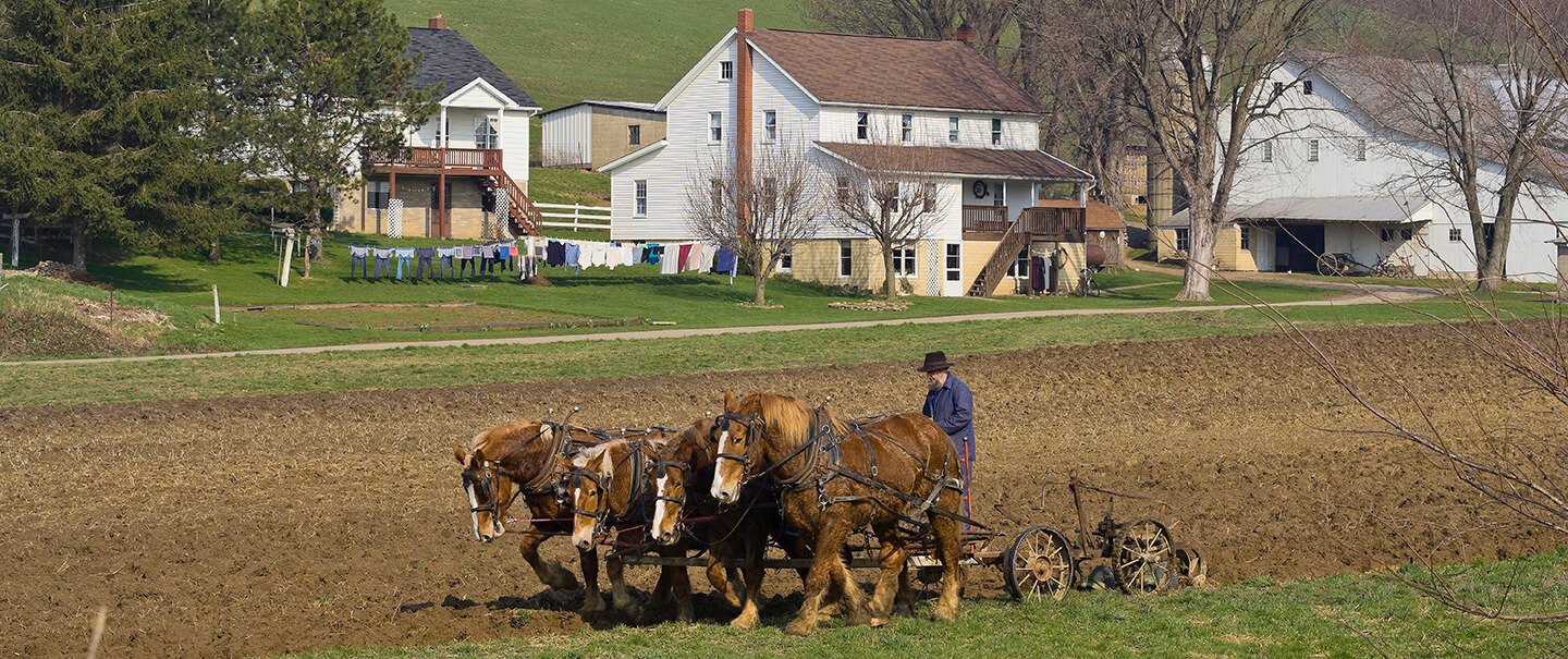 horses pulling plow